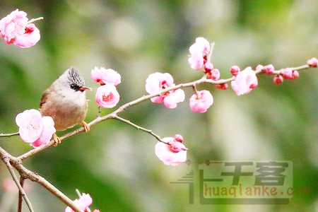 春风代意眠.jpg 春风代意眠.jpg