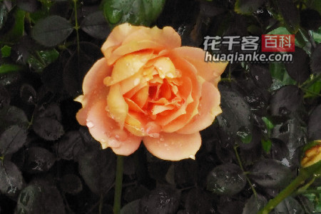生命好似一朵花，绽放难逃风和雨